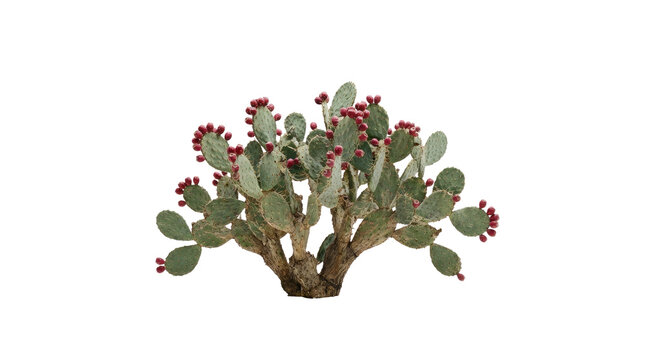 Prickly Pear Cactus With Red Fruit Isolated