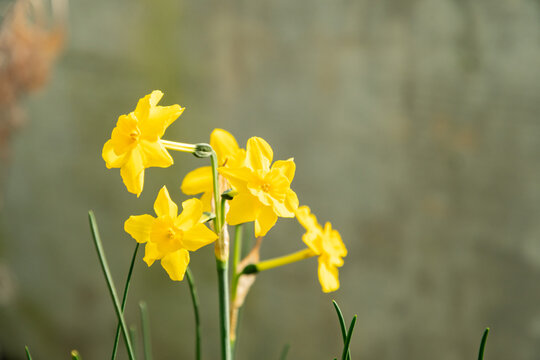 Narcissus Flavus plant in Saint Gallen in Switzerland 6.3.2025