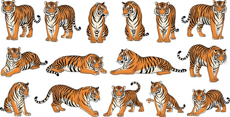 Tiger character set in different poses vector illustration collection wild animal big cat isolated detailed design pack © Auwal