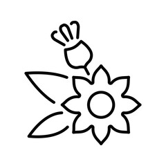 Fototapeta premium Calendula flower icon. Nature and herbs line symbol. Black and white.