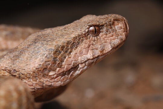 close up view of a head of a morish viper (Daboia mauritanica)