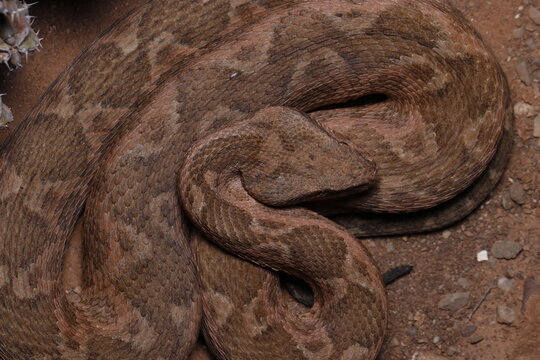 Dorsal view of a morish viper (Daboia mauritanica)