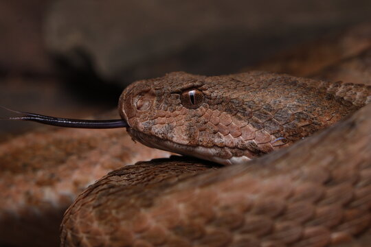 close up of a head of a morish viper (Daboia mauritanica) found in Morocco