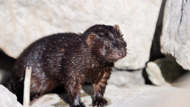 Close up of a mink as it looks around and jumps away in slow motion.