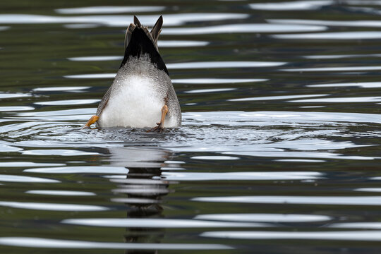 Gadwall Duck dabbling for food in the lake