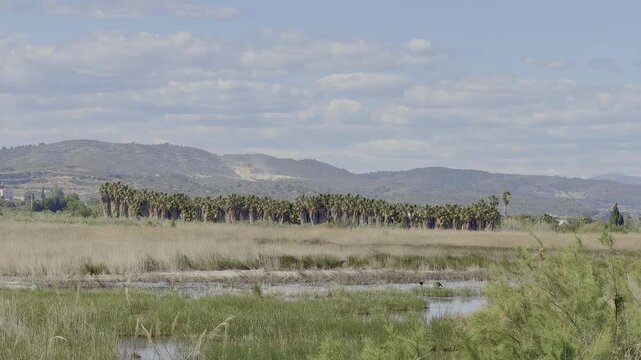 Parque Natural del Prat de Cabanes-Torreblanca