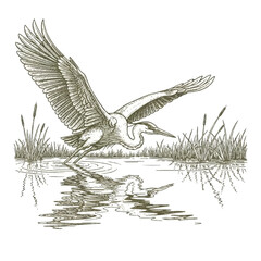 Fototapeta premium Heron Landing on Water Surface Calmly.
