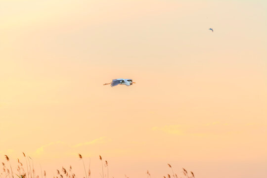 Garza Real al vuelo sobre la albufera de valencia 