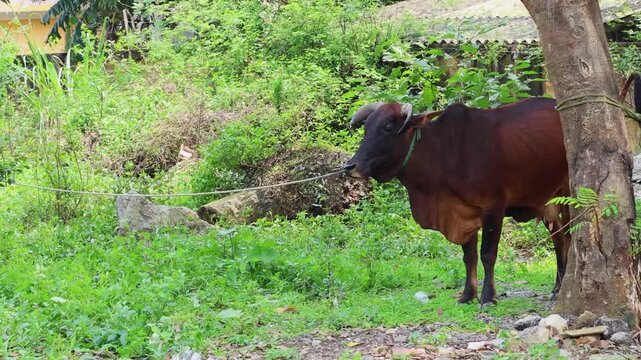 A brown cow with horns stands tied to a tree with a rope in a lush green rural setting on a sunny day.