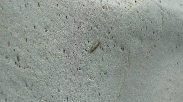 Sea Bristletail on Coastal Rock