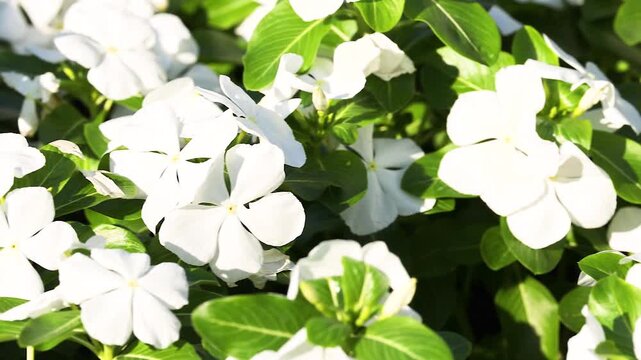 Close-up motion footage of bright white periwinkle flowers blooming in lush green foliage on sunny day.