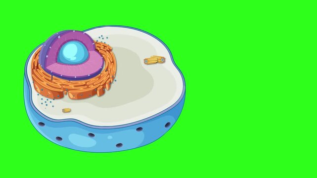 Animated cross section of animal cell revealing internal organelles in motion on green screen background.