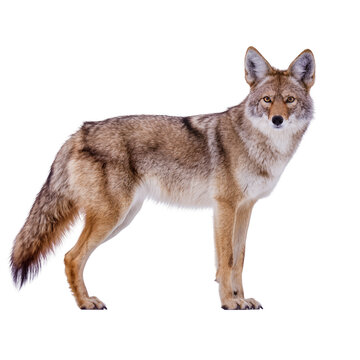 Isolated coyote standing alertly, a wild North American canine with beautiful fur