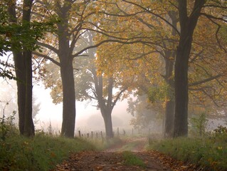 Fototapeta premium A beautiful autumn foggy alley with tall trees displaying vibrant orange and yellow foliage.