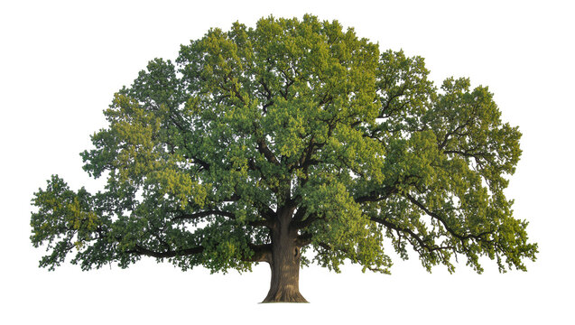 Isolated large ancient oak tree with dense green canopy and powerful sprawling branches
