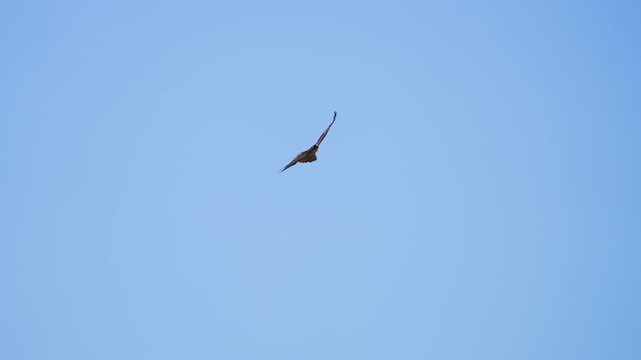 Red-tailed Hawk flying in the sky as another passes in slow motion.