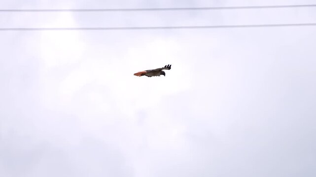 Red-tailed Hawk hovering in the air near power lines in slow motion.