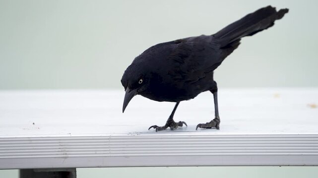 Grackle walking on a picnic table and jumping off  in slow motion.