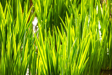 Obraz premium Backlit Emerald Spring Grass Close Up