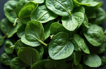 Fototapeta premium Fresh green spinach leaves close up. Healthy organic food ingredient for salads, cooking, and smoothies. Vibrant color shows natural nutrition. Eat well.