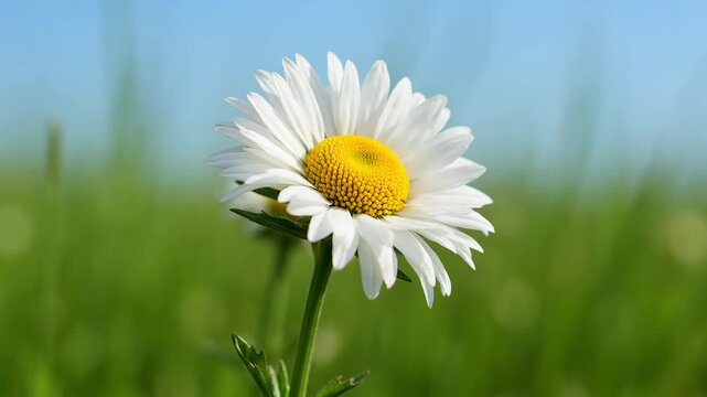 Beautiful white daisy flower in a green field