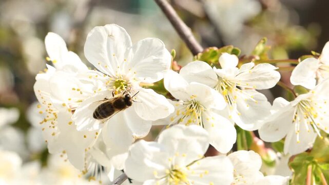Bee on blossoms of cherry tree outdoors, closeup