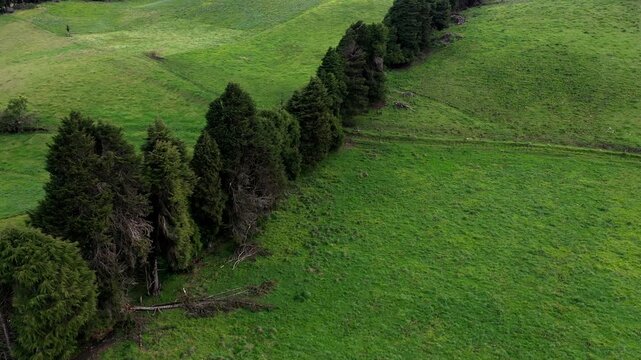 Two meadows or fields of grass separated by a line of trees: aerial view from a high angle