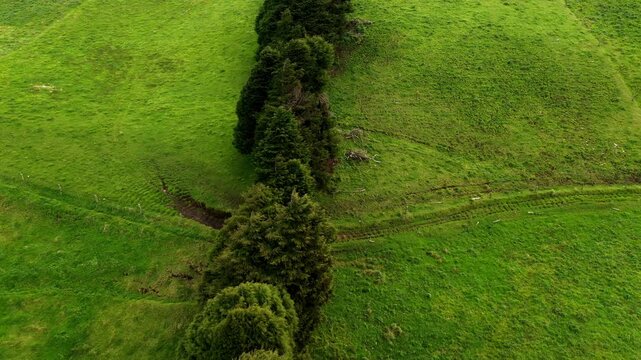 Flying over a straight line of trees that separates two meadows or fields of grass