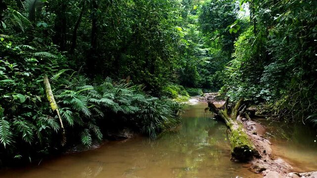 Beautiful view over a tropical stream lined with ferns and with an old fallen tree in the middle: a nature background of a tropical forest