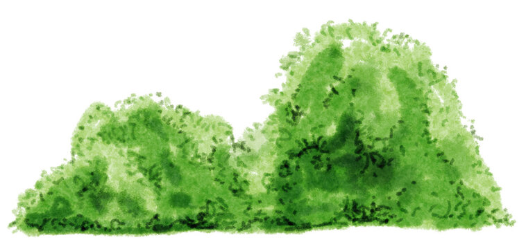 Watercolor green bush illustration. Natural foliage design.