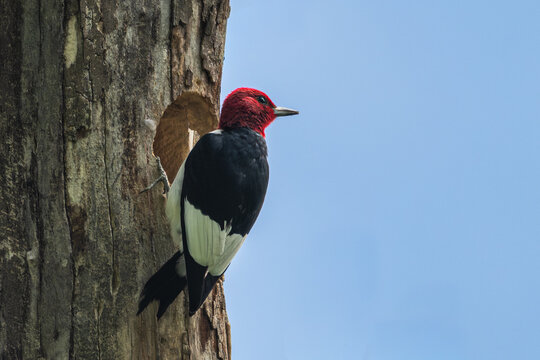 Red-headed woodpecker perched near a round hole in a tree trunk.