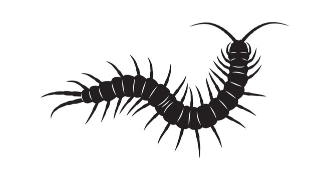 Black centipede crawling insect
