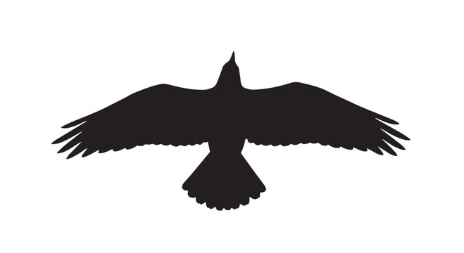 Black flying bird silhouette