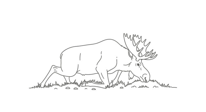 Majestic Moose Grazing Peacefully in a Natural Meadow Environment.