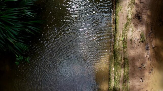 Top down view over the dark water in a tropical stream with a fallen tree next to it