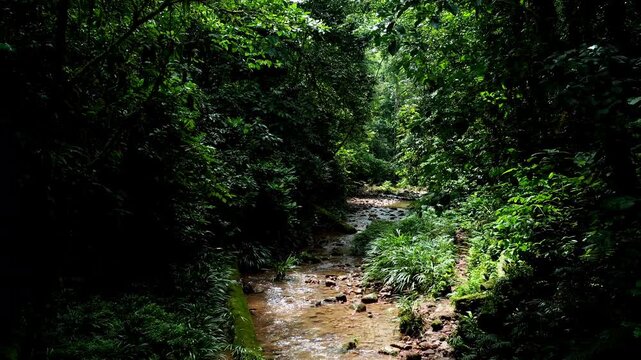 Stunning nature background of a tropical stream running through a rainforest on a sunny day: the river is located in primary tropical forest seen from the inside