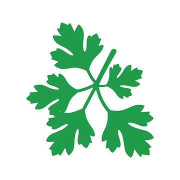 Fresh coriander sprig illustrates culinary herb often used in flavoring dishes