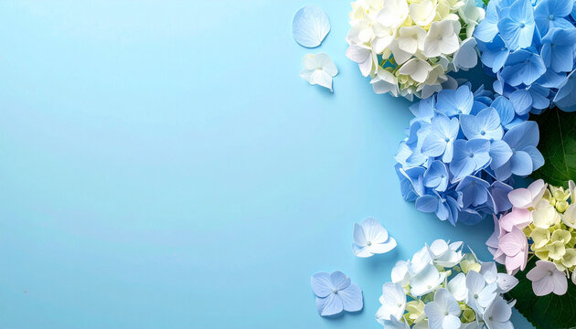 Flat lay of colorful hydrangea flowers on a blue background