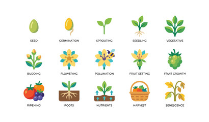 Fototapeta premium Plant growth stages icons showing lifecycle from seed to harvest