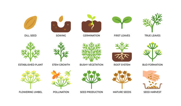 Dill plant life cycle icons showing growth stages on white