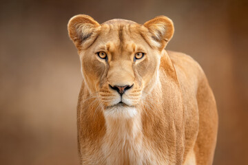 Obraz premium Portrait of a majestic lioness with piercing eyes and detailed fur in natural warm-toned habitat highlighting the beauty and strength of wildlife predators