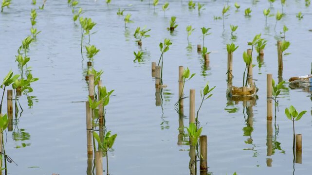 Mangrove Wetland Restoration with Young Seedlings Growing Naturally. Environmental Conservation, Coastal Ecosystem Restoration, Tropical Mangrove Forest Plantation, Climate Change Mitigation Project.
