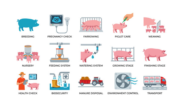 Pig farming and husbandry icons showing production stages