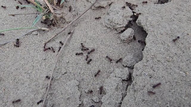 Black ants crawling on dry cracked earth, busy ant colony activity on sandy ground, macro view of insects moving across desert soil