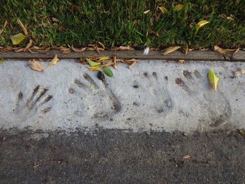 Hand Prints in Concrete with Grass Close-up