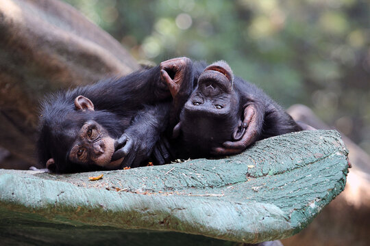 This image shows two chimpanzees or bonobos sharing an affectionate moment while resting on a rock structure.