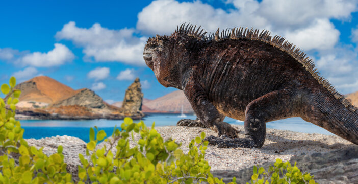 Ecuador, Galapagos Islands, marine iguana rests on rocky coast near volcanic Bartolome Island