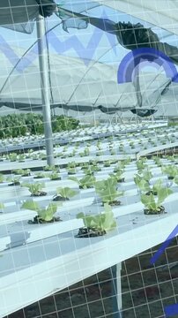 Vertical video: Camera tilt revealing lettuce staying still while blue charts rising showing growth