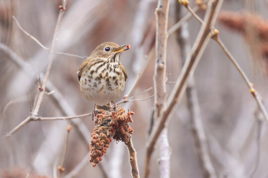 Veery (Catharus fuscescens) in early spring