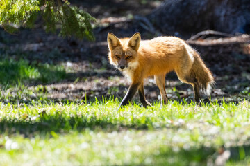 Fototapeta premium Mother Fox hunting squirrels in spring
